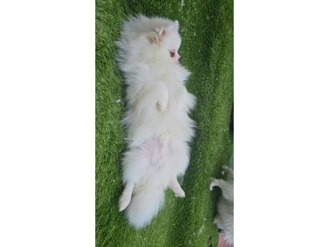Pomeranian beyaz erkek çok tatlı