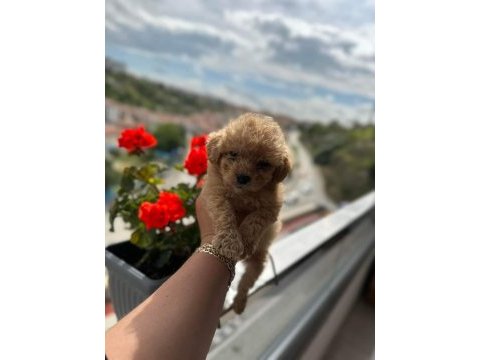 Poodle kalitesinde maltipoo