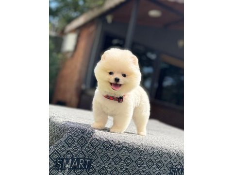Sağlık ve ırk garantili pomeranian