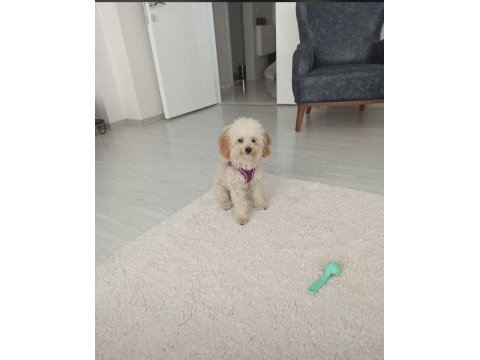 Orjinal toy poodle yavruları kendi köpeğimin yavrusu