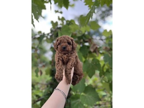Toy poodle bebekler