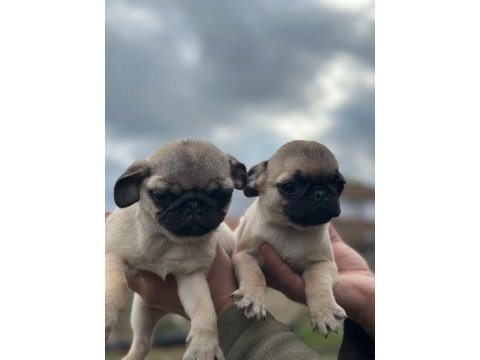 Pug yavruları