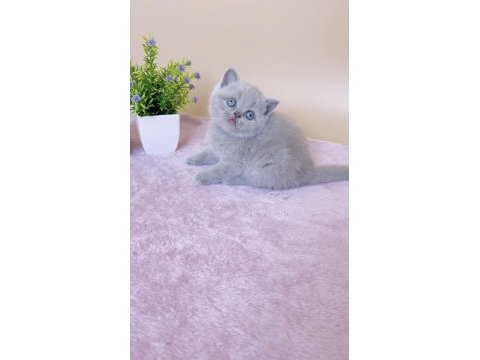 Masum bebek lilac british shorthair 
