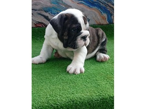 Tombiş french bulldog bebekler