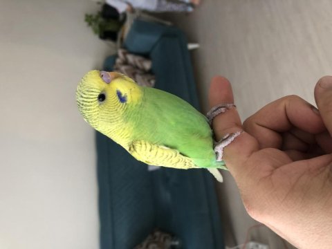 Yavru erkek eşyaları ile satılık muhabbet kuşu
