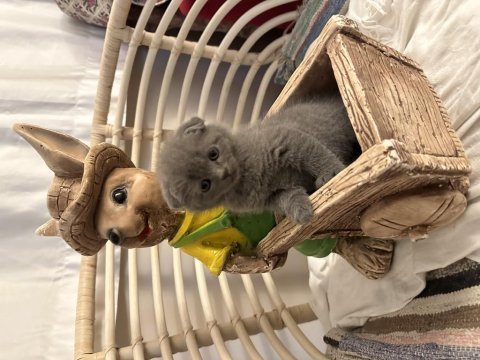 2 aylık scottish fold yavrumuz