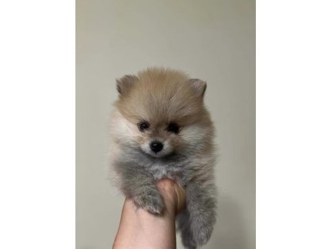 2 aylık pomeranian pet eğitimi devam ediyor