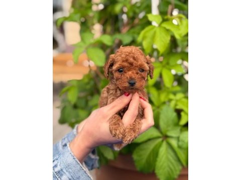Toy poodle yavrularımız ruhsatlı çiftlikten