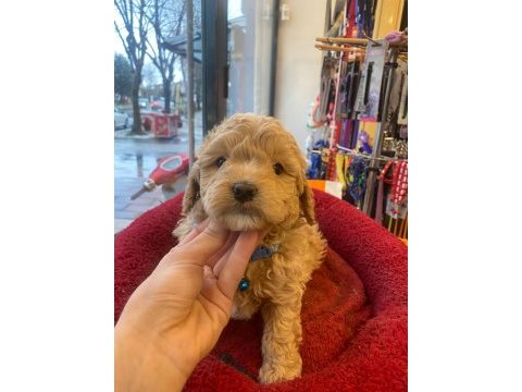 Apricot poodle yavrum