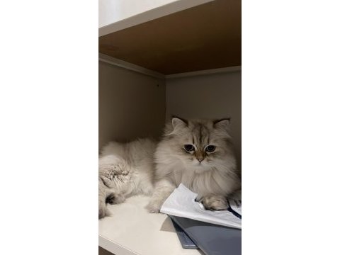 British longhair ücretsiz yuva