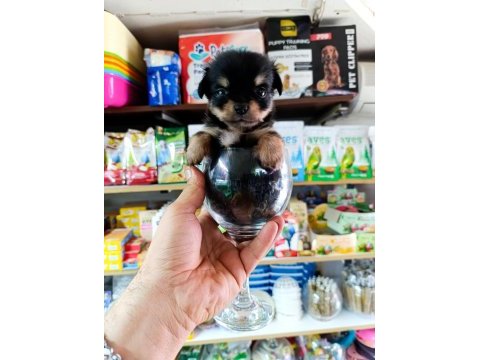 Minnacık teacup longhair chihuahua