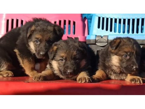 Alman (çoban) kurdu yavruları mükemmeli arayanlara