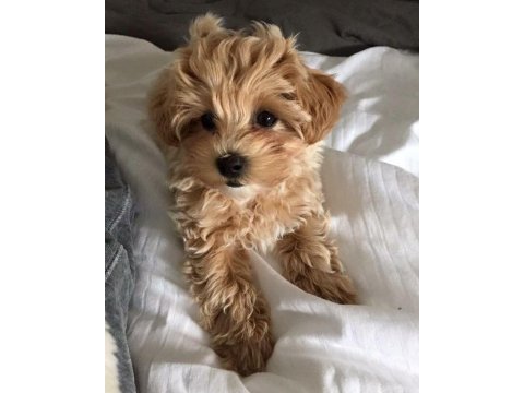 Maltipoo yavrularım açık ve esmer renk çeşitleri