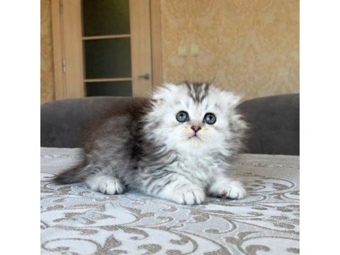 British longhair dişi