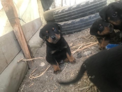 Rottweiler