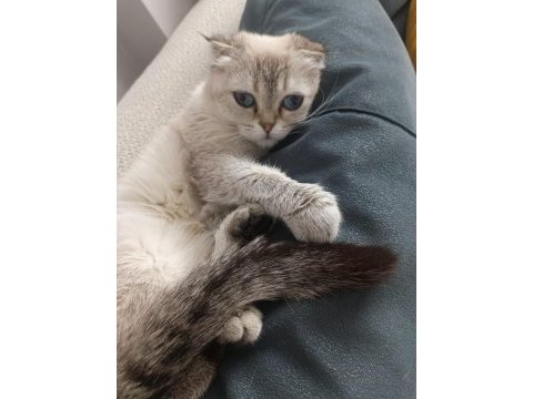 2 yaşında dişi scottish fold