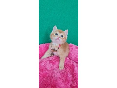 Showklas kalitede topaç kafa british shorthair golden