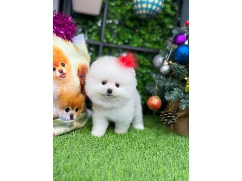 Pomeranian yavrumuza yuva arıyoruz