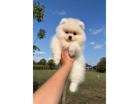 Oyuncak bebek gibi tatlı ve enerjik pomeranian dostumuz