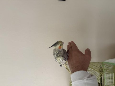 Dört aylık yavru sultan papağanı