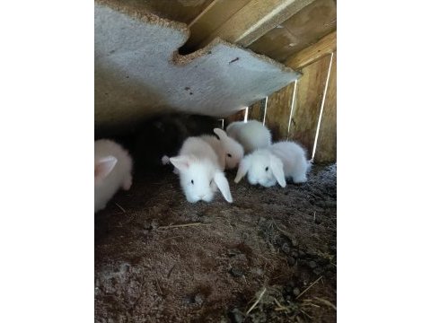 Safkan hollanda lop tavşan yavruları