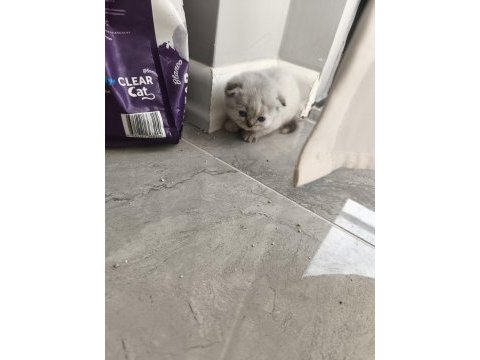 Yavru 1 aylık oyuncu ve eğlenceli cins kediler