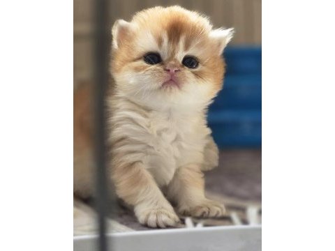 British longhair dora