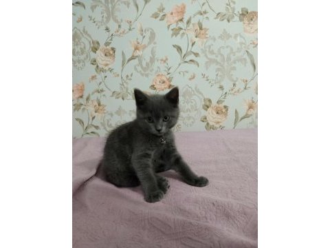 2 aylık british shorthair