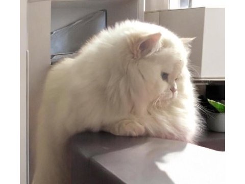 Safkan british longhair yavrular