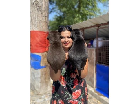 Safkan siyah ve çikolata labrador yavrularım