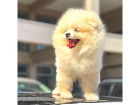 Pomeranian boo dünyası