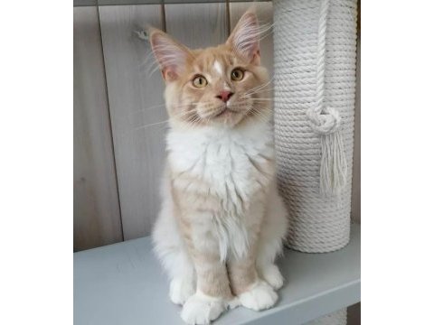 1 yaşında simba yeni sahiplerini arıyor.