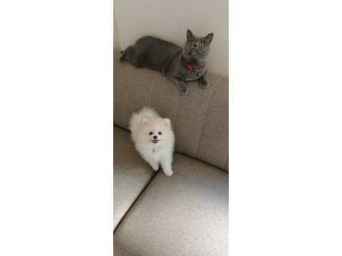 2 mayıs doğumlu pomeranian