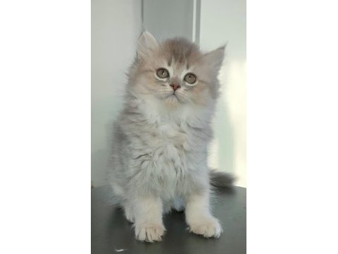 British longhair kedilerim