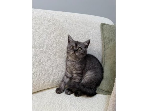 Anne altından kurt adam erkek oyuncu british shorthair