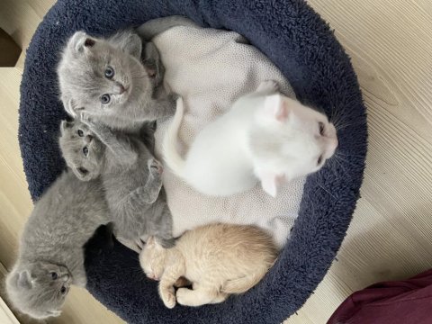 Erken rezerveye açık british shorthair yavrular