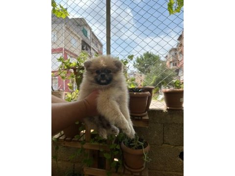 Pomeranian dişi prensesimiz
