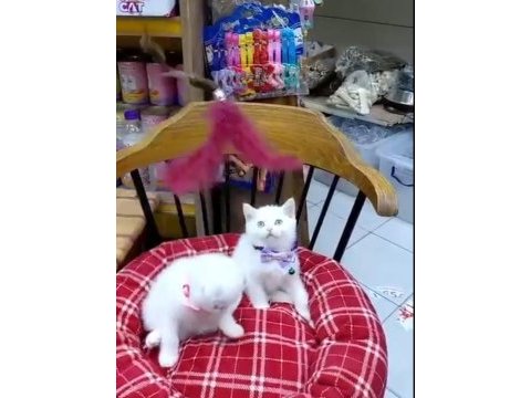 British shorthair yavrularımız ırk ve sağlık garantili
