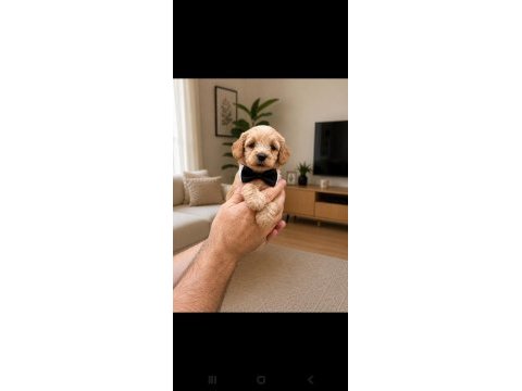 Toy poodle sevımlı yavrularım
