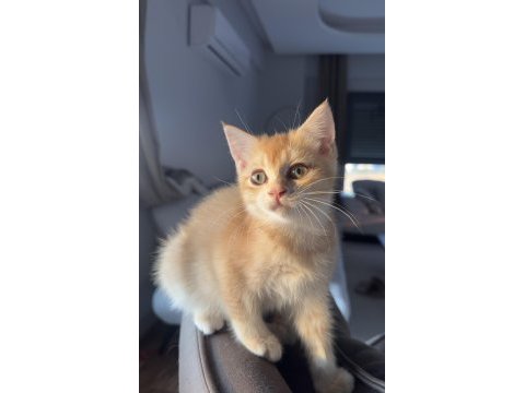 Golden ny12 british shorthair