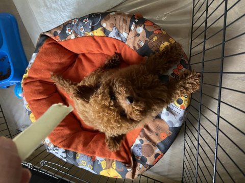 Toy poodle bebeklerimiz