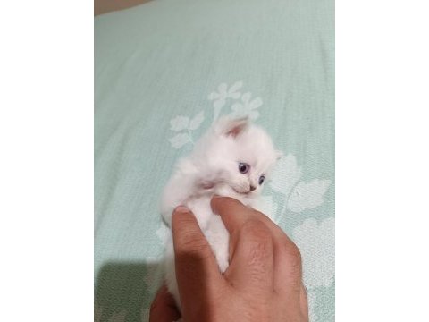 Bluepoint bebişler british shorthair