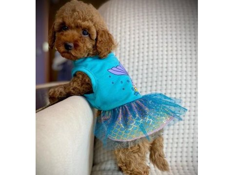 Toy poodle yavruları