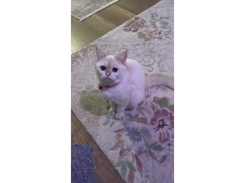 British shorthair 1,5 yaşında