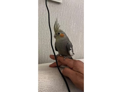 Full evcil ele alışkın erkek yavru sultan papağanı