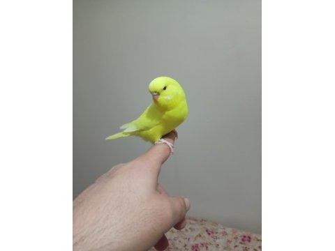 Rengarenk muhabbet kuşu yavrular