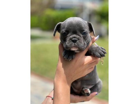Mini boy erkek bulldog
