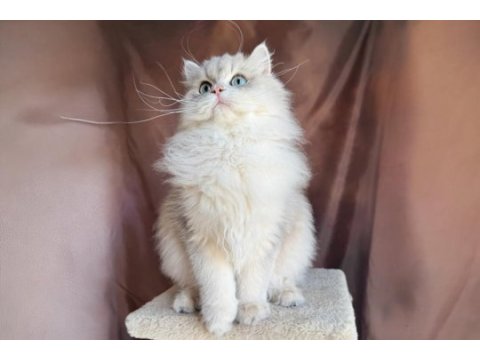 Gri british longhair yakışıklı