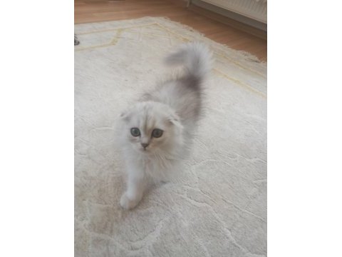Scottish fold 3 buçuk aylık erkek