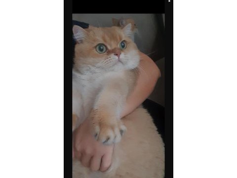 British shorthair şecereli ny11 golden